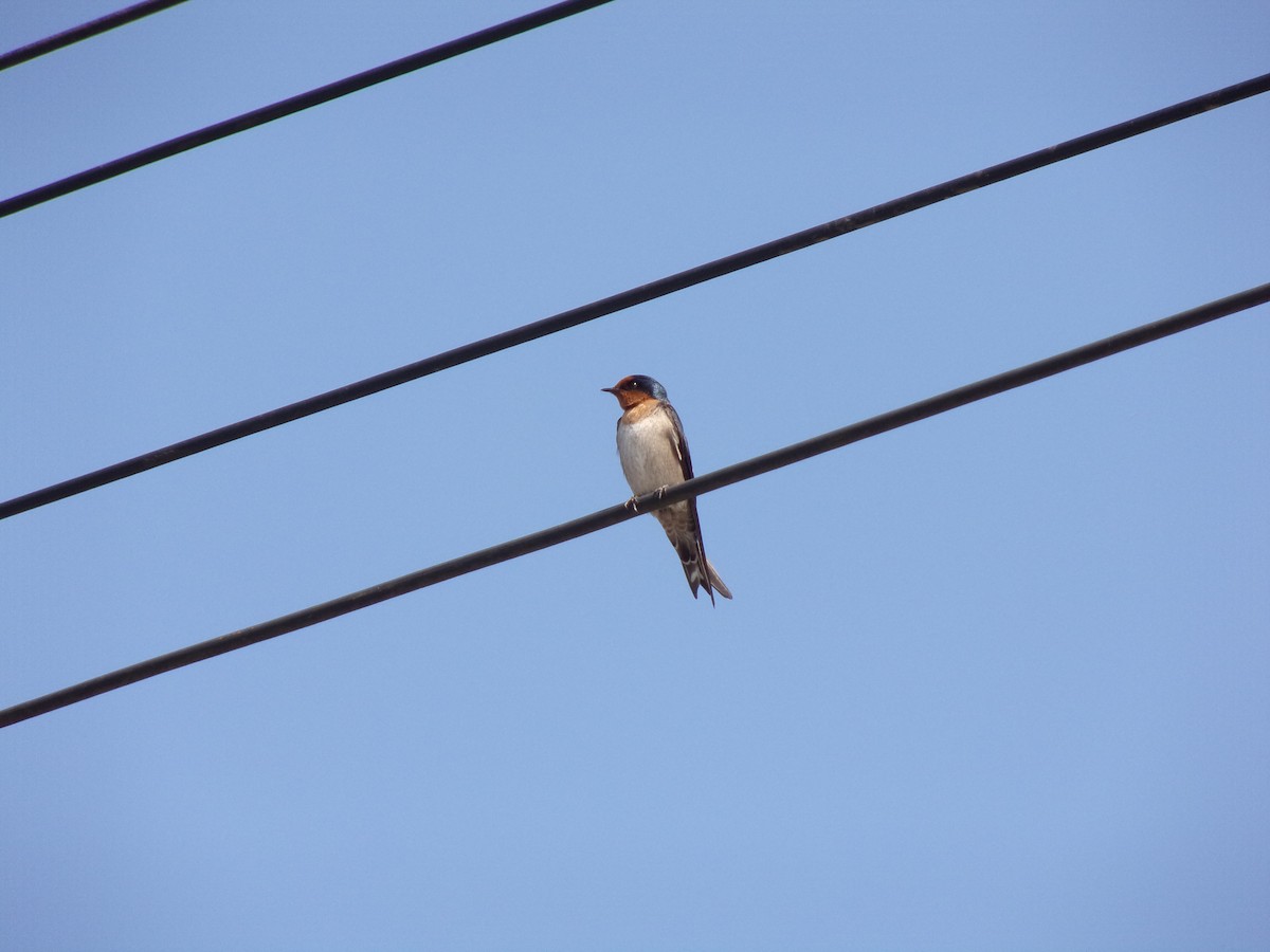 Pacific Swallow - ML425377741