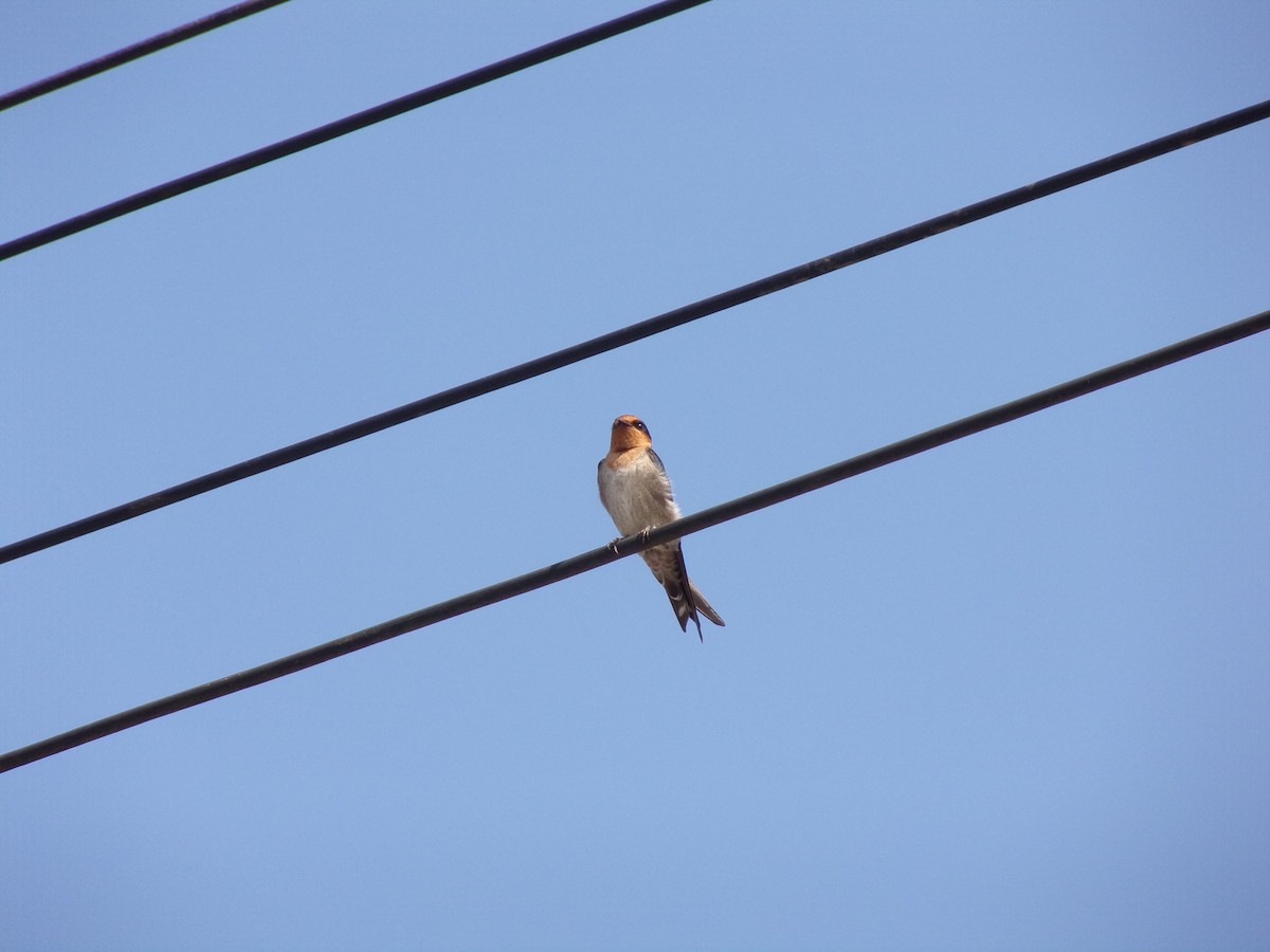 Pacific Swallow - ML425377781