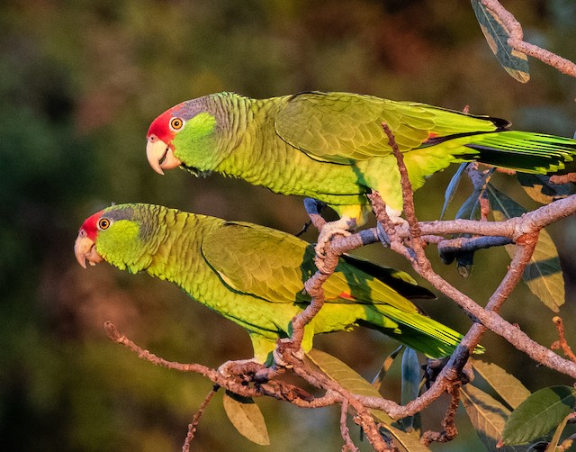 Head plumage variation in Definitive Basic Red-crowned Parrots. - Red-crowned Parrot - 