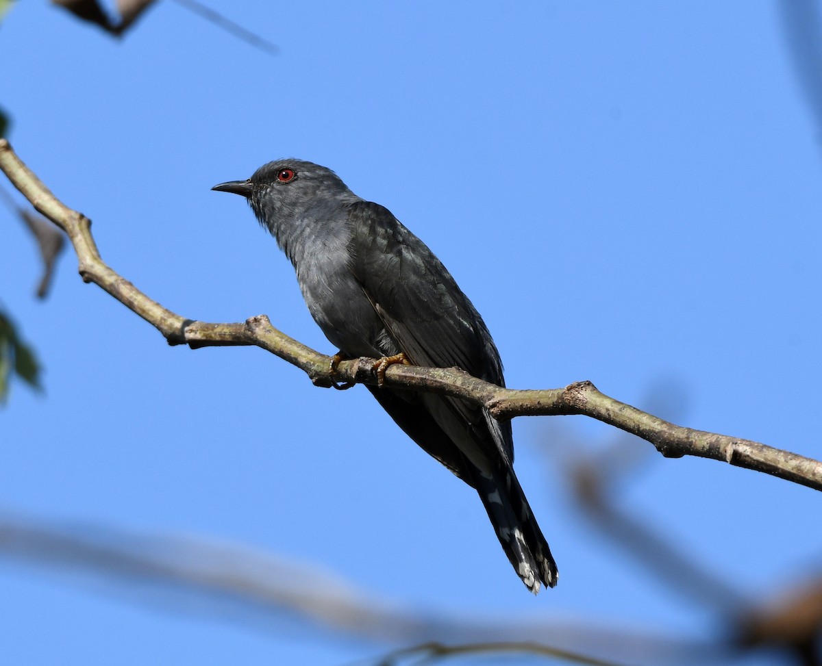Gray-bellied Cuckoo - ML425381901