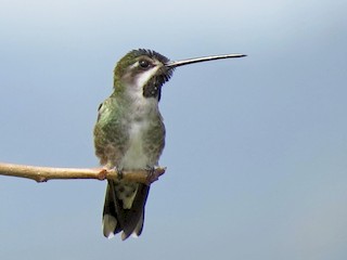  - Long-billed Starthroat