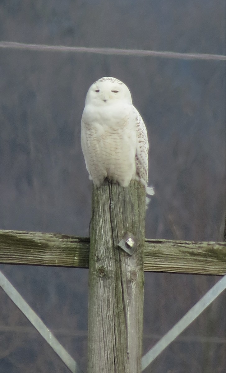 Snowy Owl - ML425384321