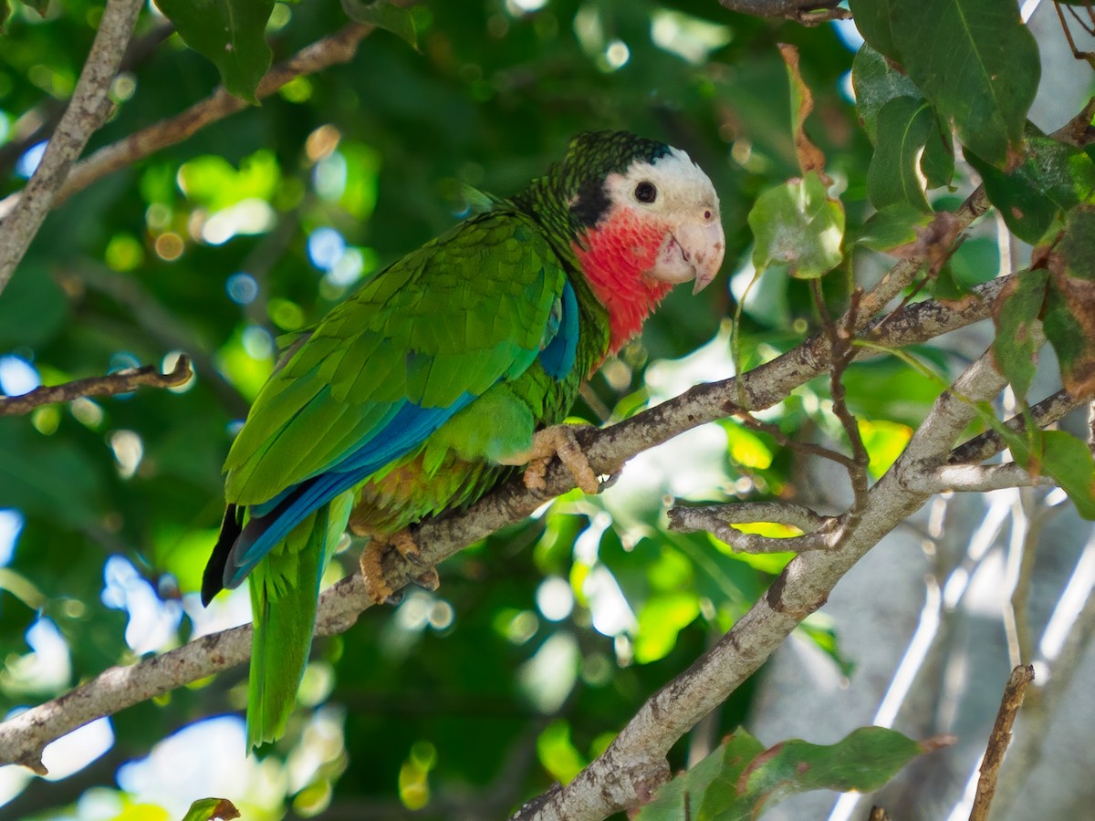 Cuban Parrot - Michele Kelly