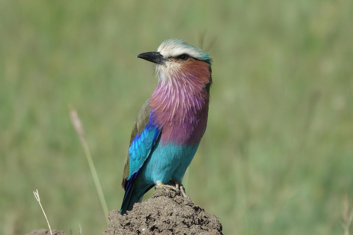 Lilac-breasted Roller - ML425388371