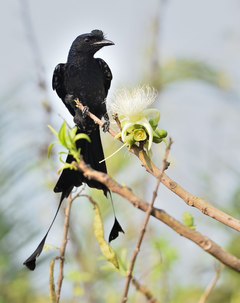 Greater Racket-tailed Drongo - ML425394691
