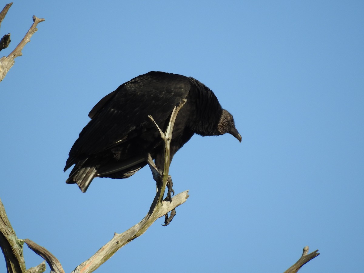 Black Vulture - Michael Weisensee