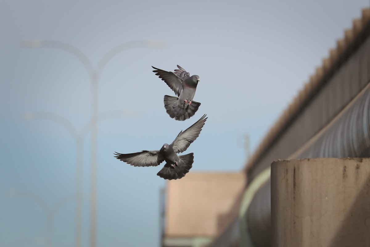 Rock Pigeon (Feral Pigeon) - Anne Auclair  Moe