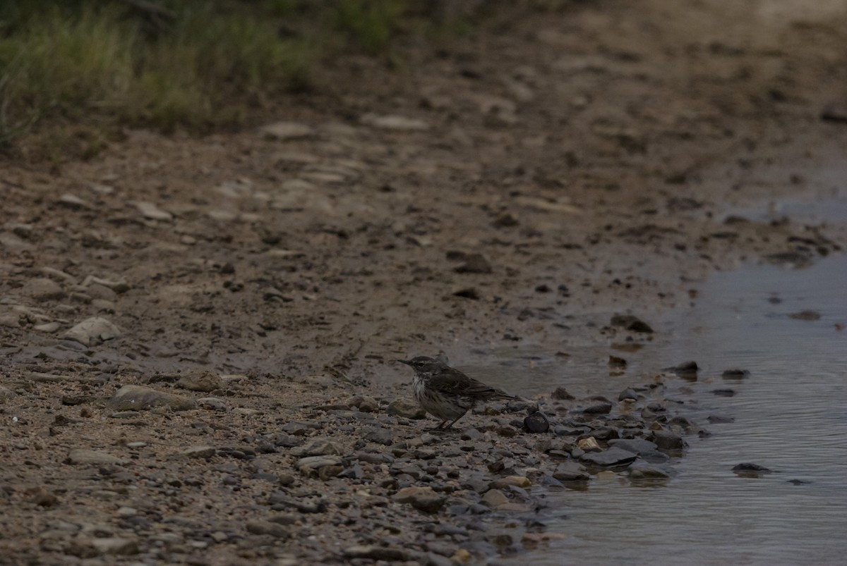 Water Pipit - ML425401561