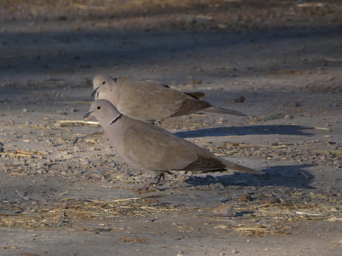 Eurasian Collared-Dove - ML425405941