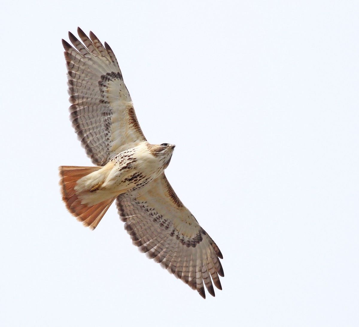 Red-tailed Hawk - ML425409901
