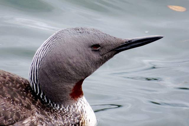 Red-throated Loon - ML42541271