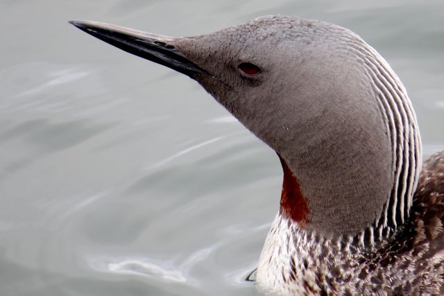 Red-throated Loon - ML42541281