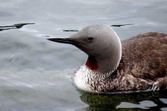 Red-throated Loon - ML42541291