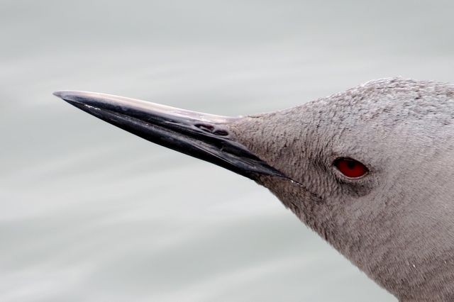 Red-throated Loon - ML42541301