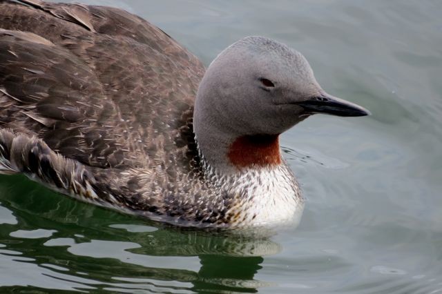 Red-throated Loon - ML42541311