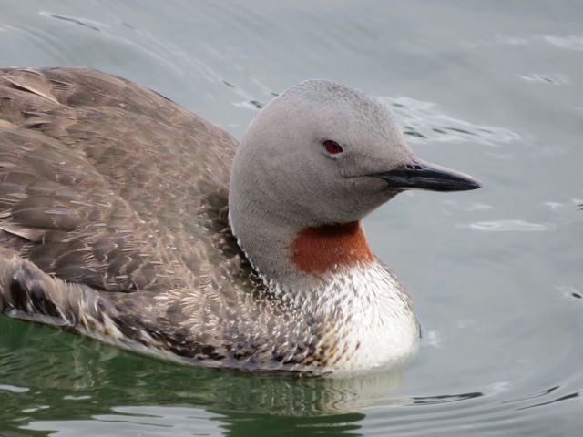 Red-throated Loon - ML42541321