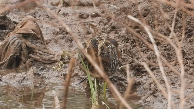Spotted Crake - ML425419741