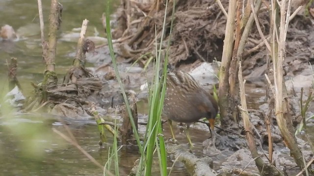 Spotted Crake - ML425420341