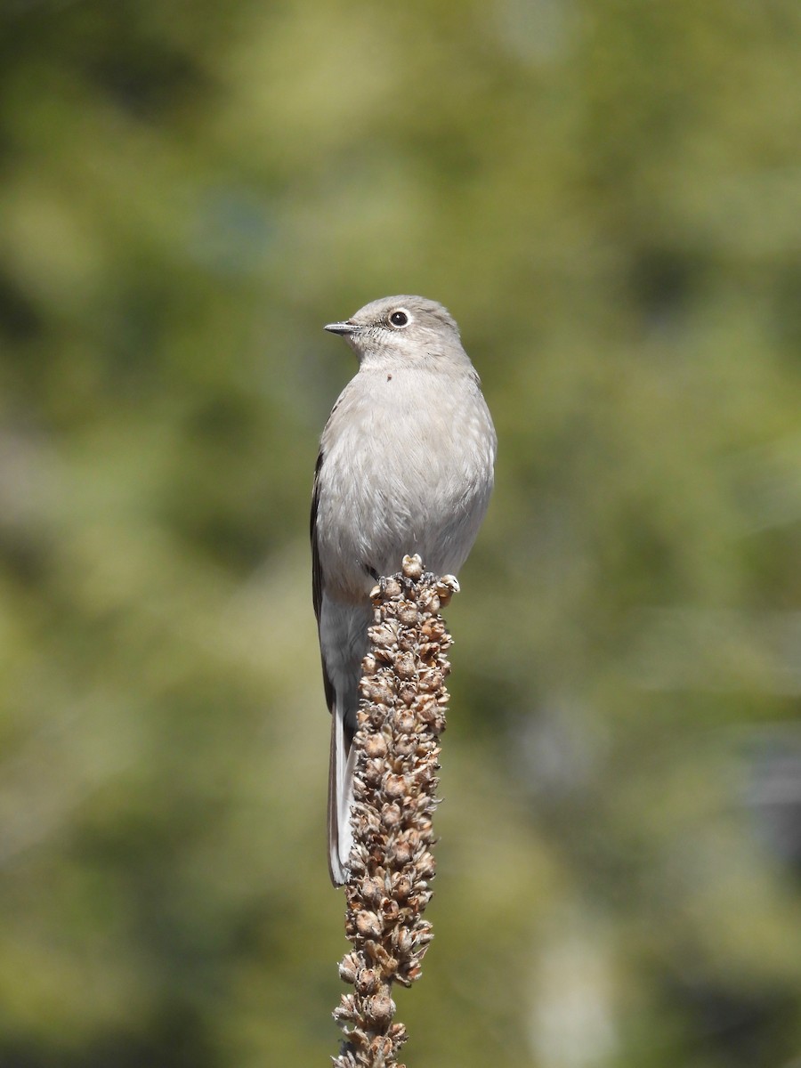 Townsend's Solitaire - ML425421571