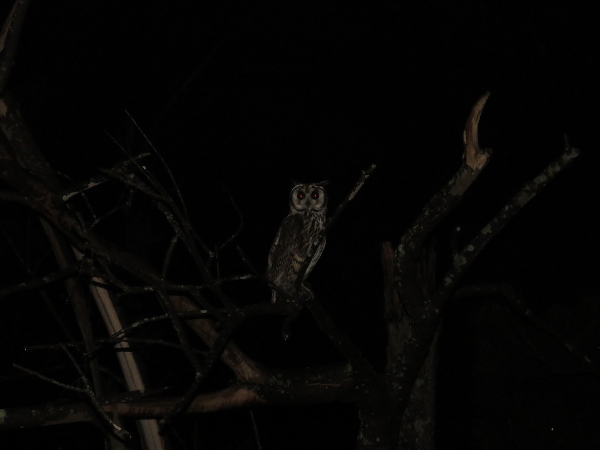 Striped Owl - ML425421581