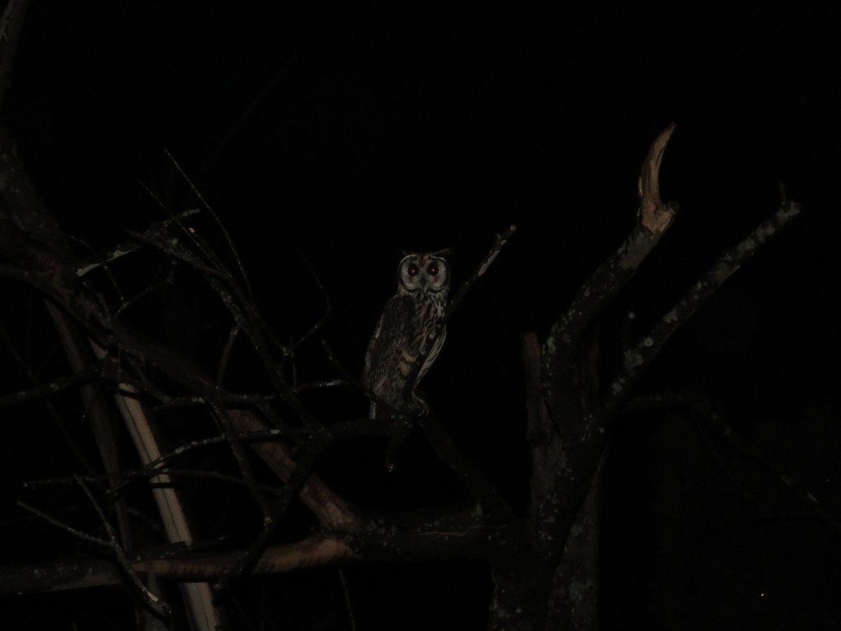 Striped Owl - ML425421591
