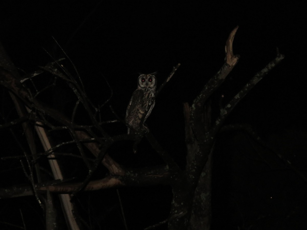 Striped Owl - ML425421601