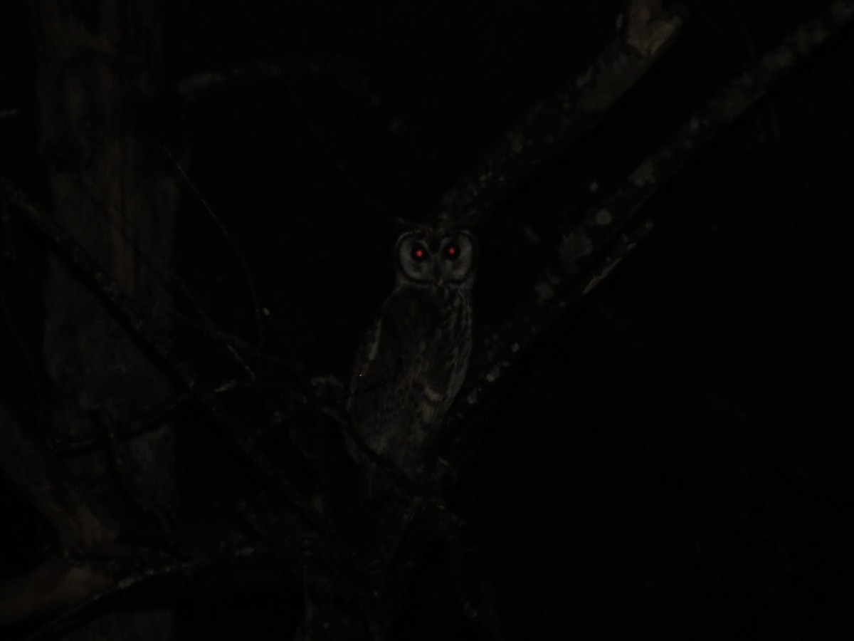Striped Owl - Romeu Gama