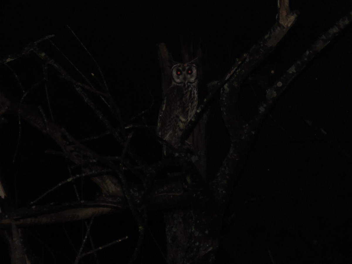 Striped Owl - Romeu Gama