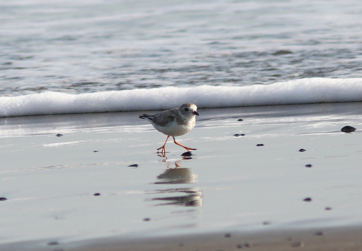 Piping Plover - ML425422221