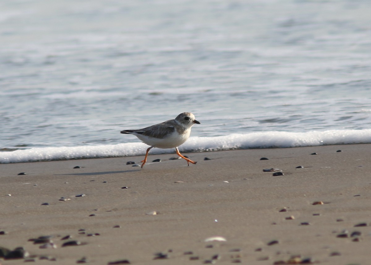 Piping Plover - ML425422271