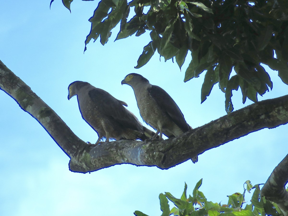 Crested Serpent-Eagle - ML425424461