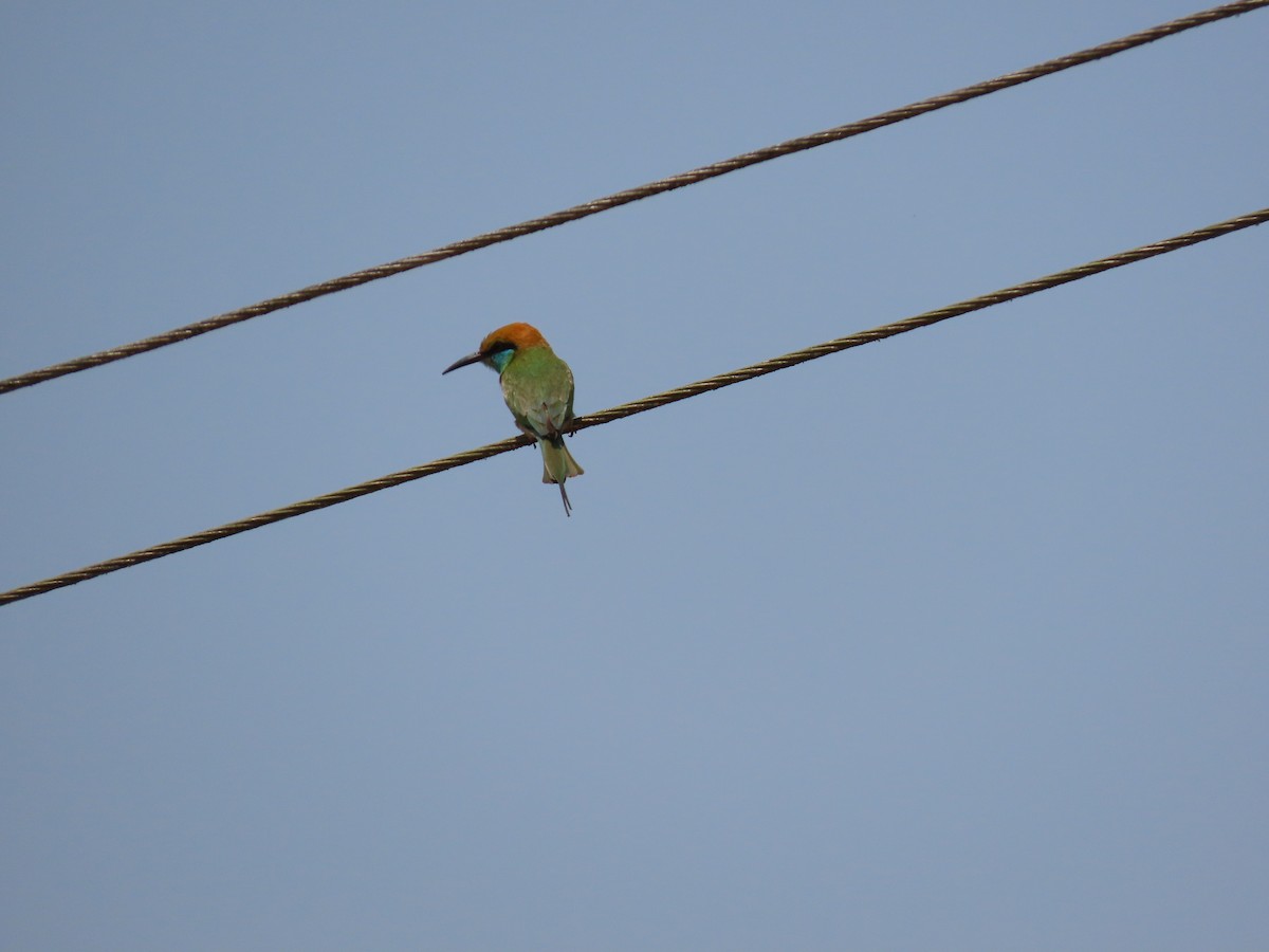 Asian Green Bee-eater - ML425425211