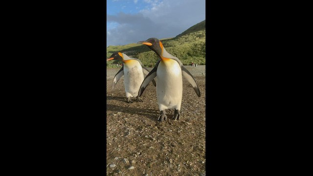 tučňák patagonský - ML425425431