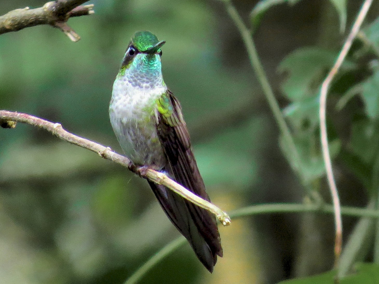 Green-throated Mountain-gem - eBird