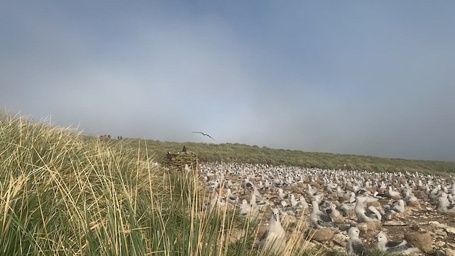 albatros černobrvý (ssp. melanophris) - ML425426601