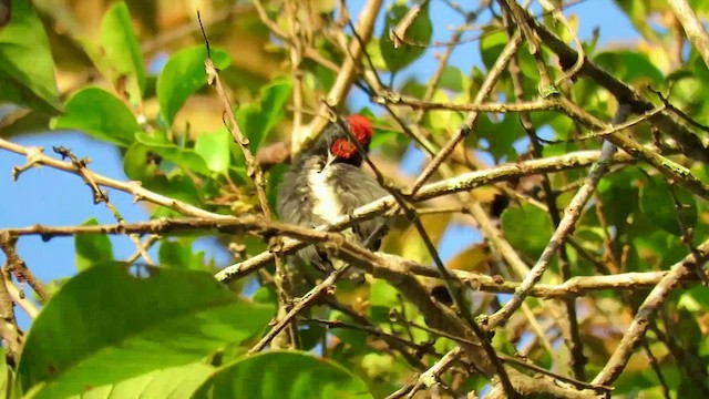 Scarlet-backed Flowerpecker - ML425428061