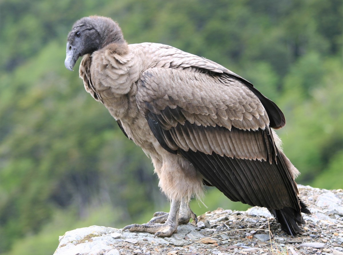 Andean Condor - ML425431501