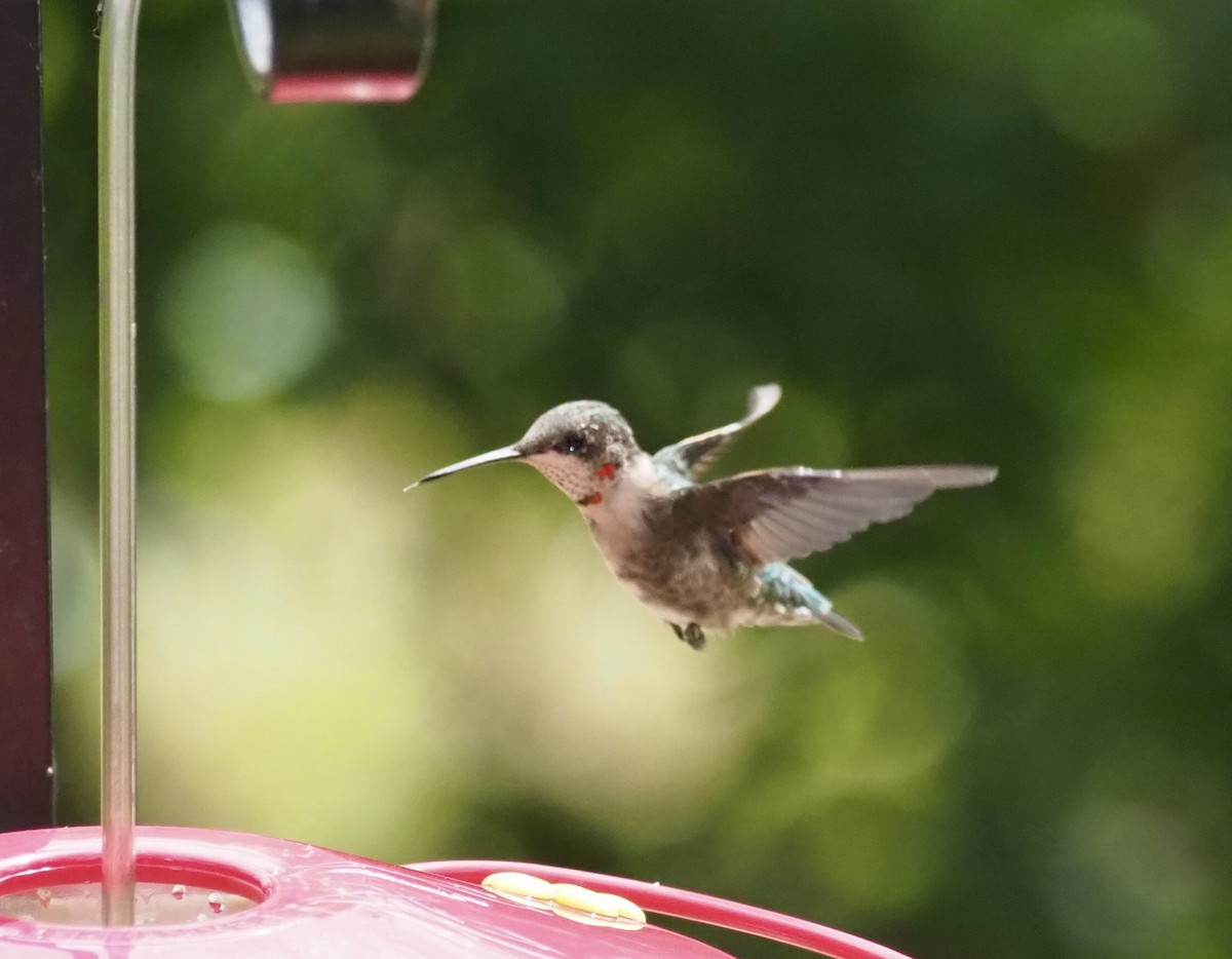 Ruby-throated Hummingbird - Yve Morrell