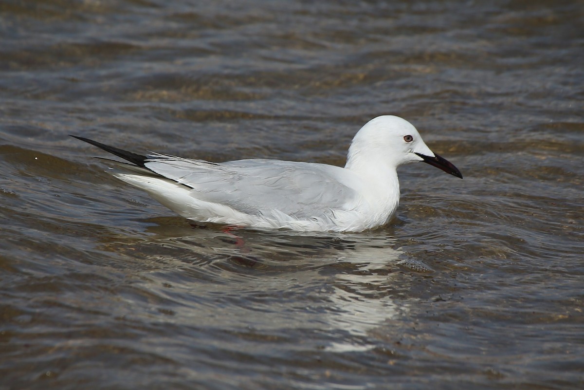 Slender-billed Gull - Paul Chapman