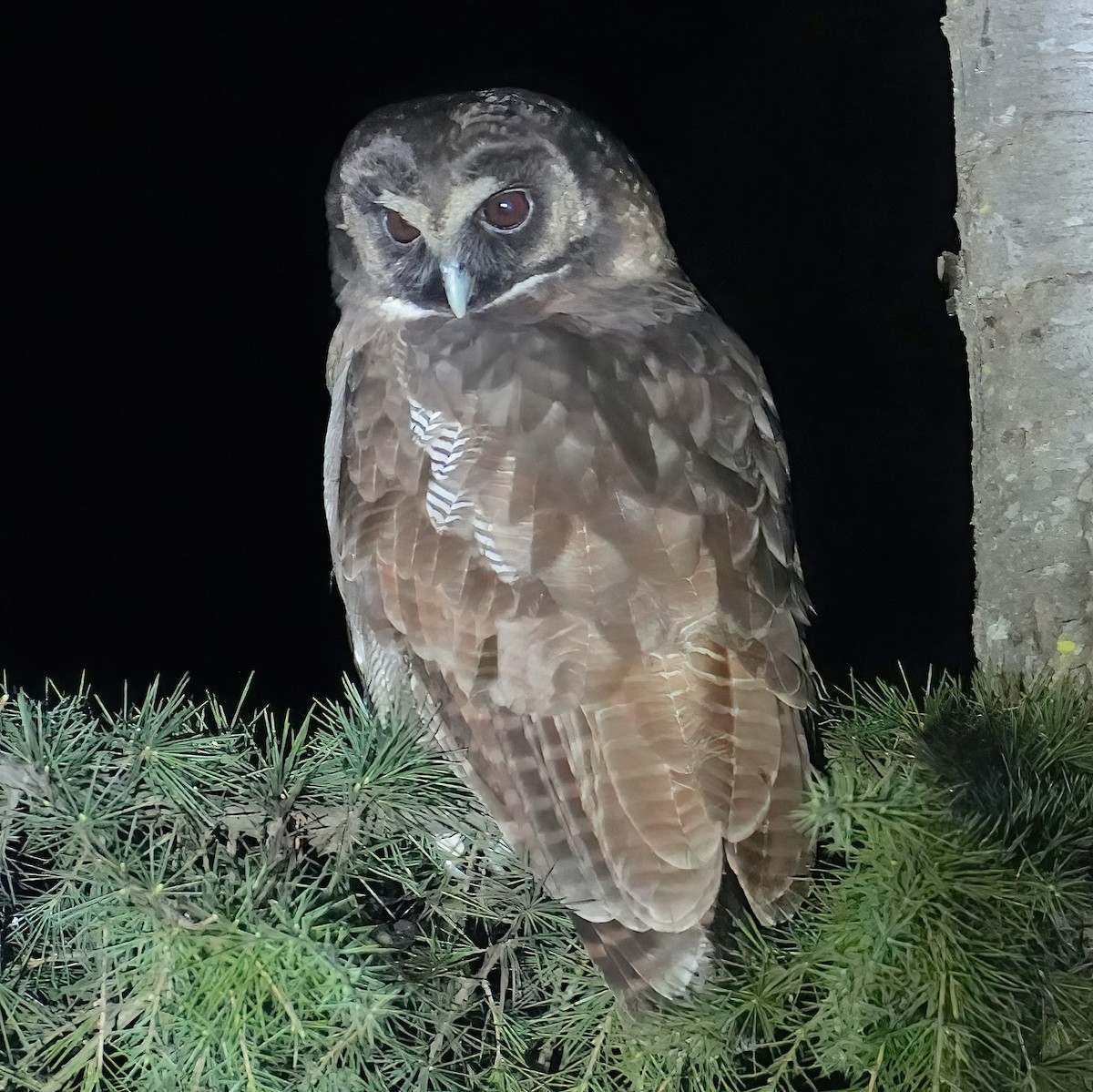 Brown Wood-Owl - ML425435321