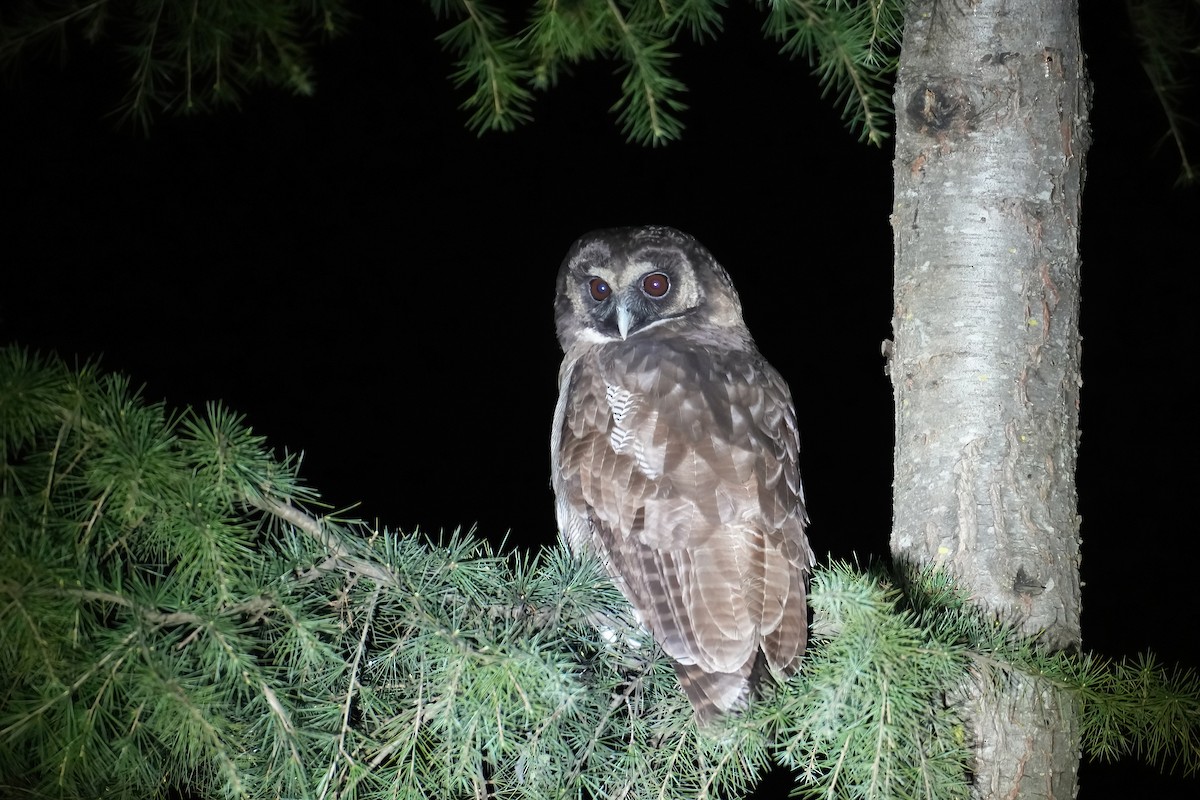 Brown Wood-Owl - ML425435371