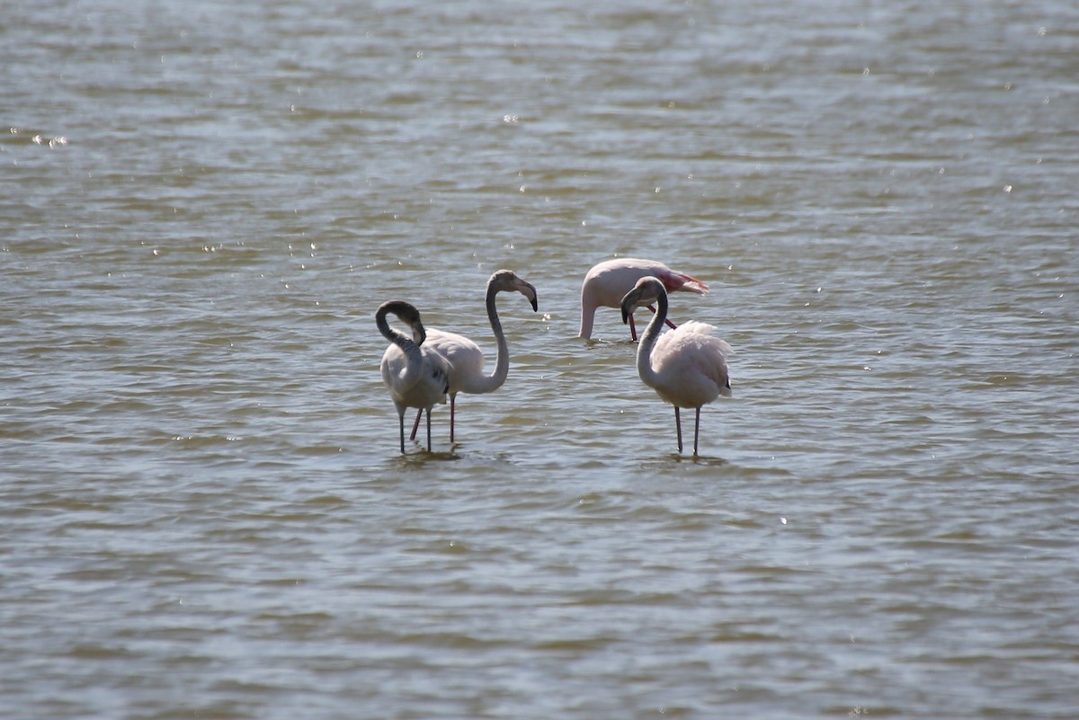 Greater Flamingo - Paul Chapman