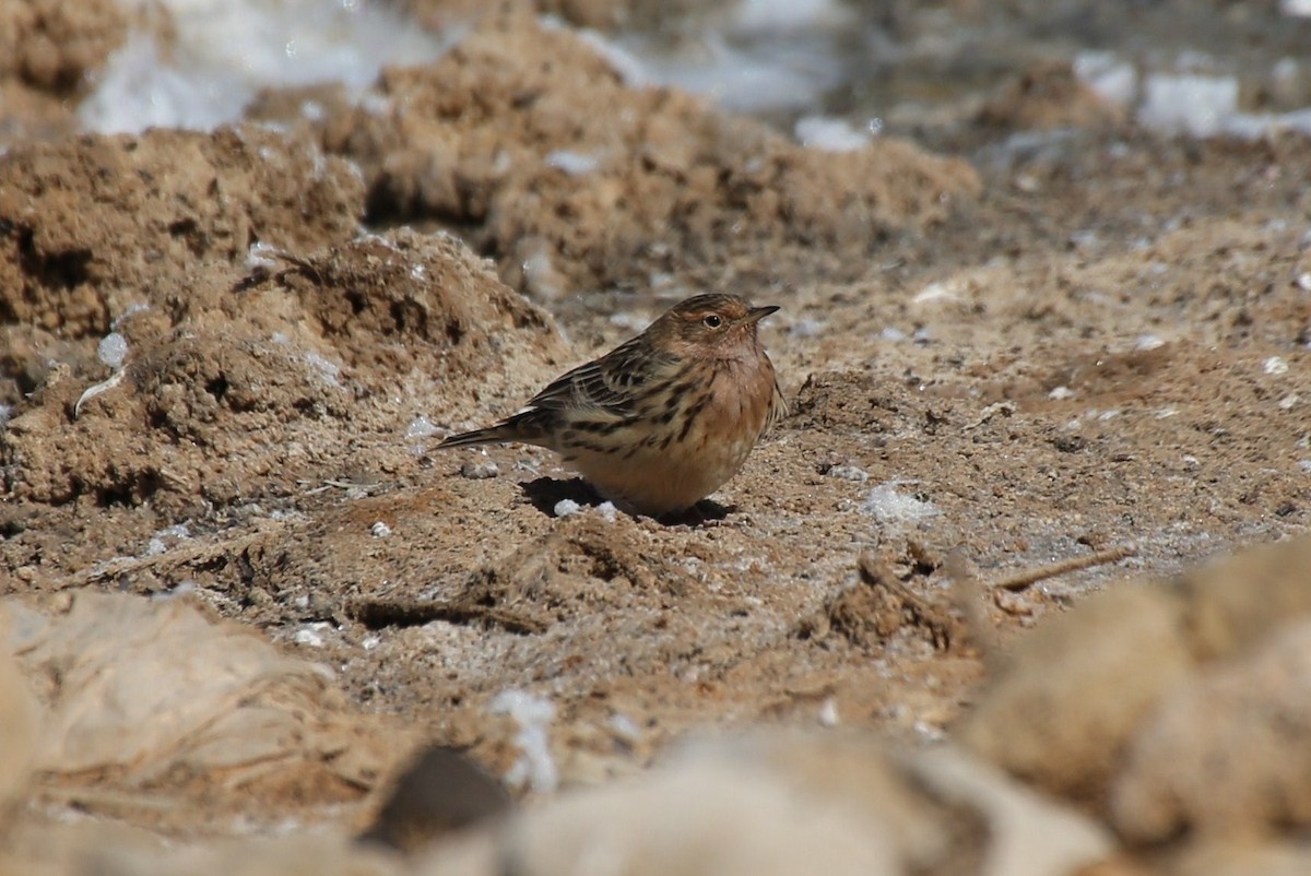 Red-throated Pipit - ML42543651