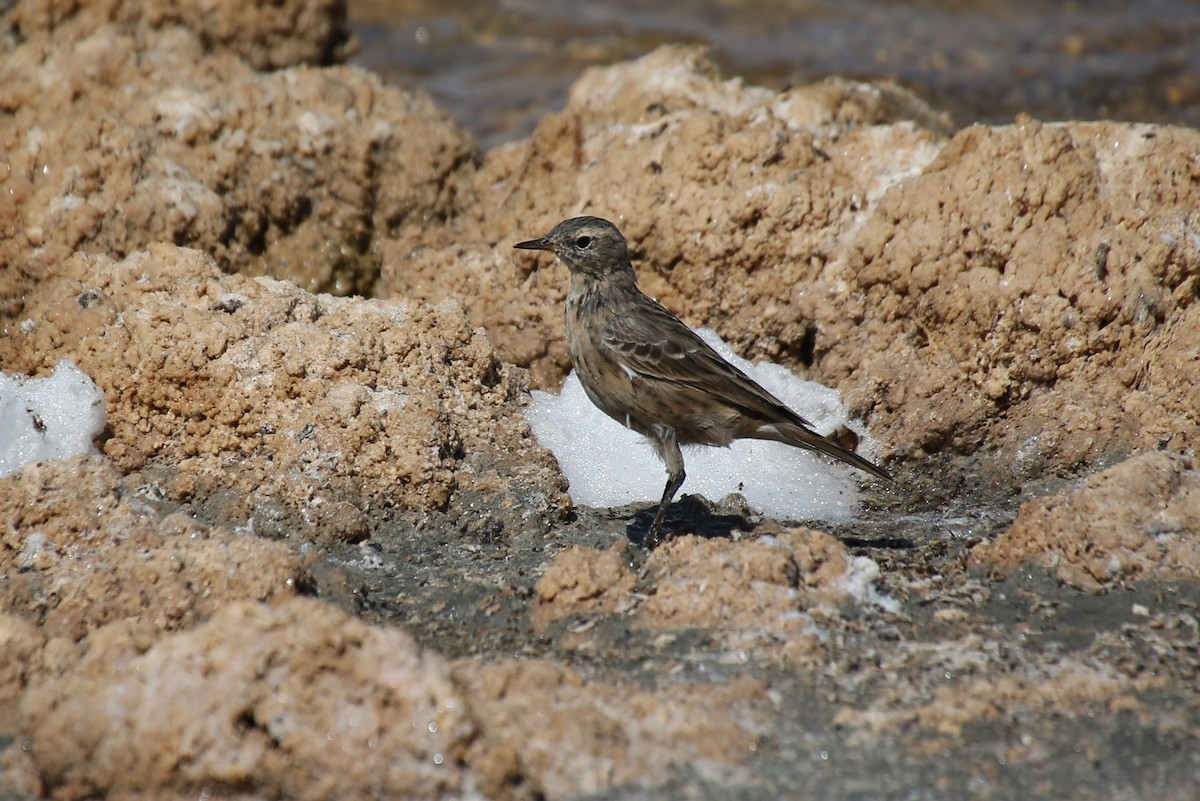 Water Pipit - ML42543681