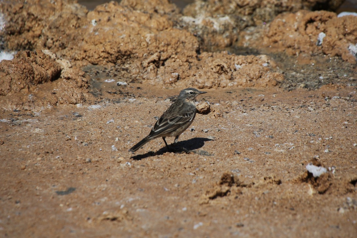 Water Pipit - ML42543721
