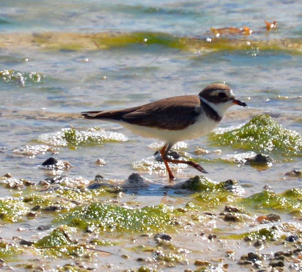 Semipalmated Plover - ML42543811
