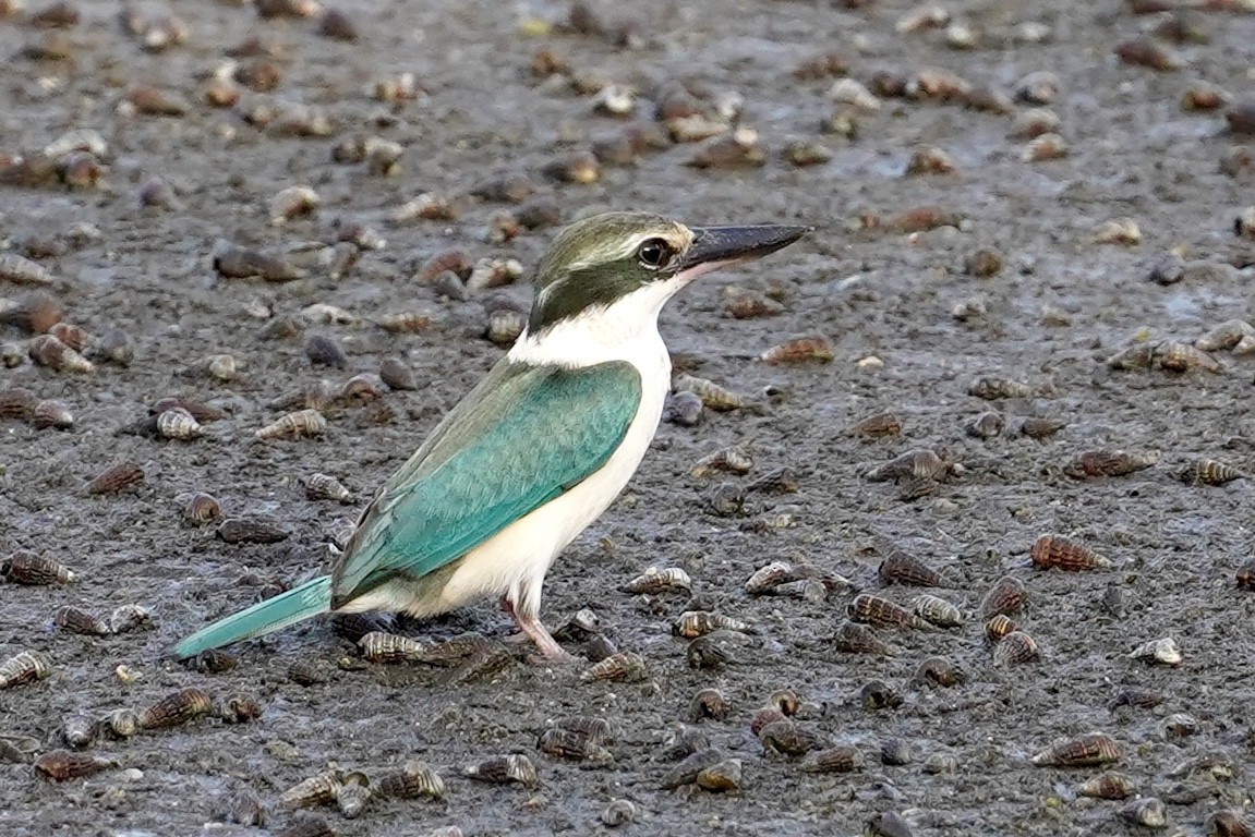 Collared Kingfisher (Arabian) - ML425449841
