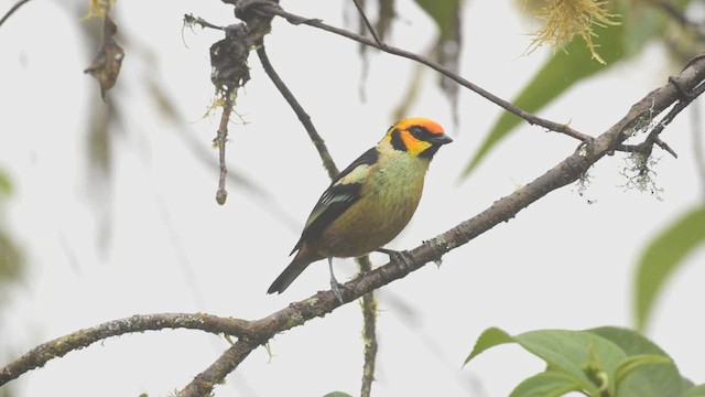 Flame-faced Tanager - ML425453461