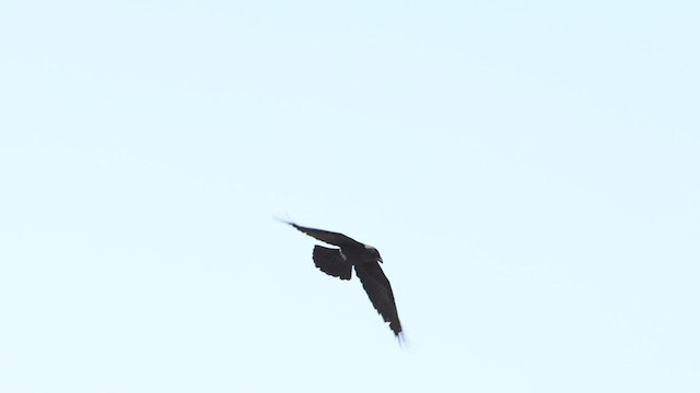 Brown-necked Raven - ML425459481