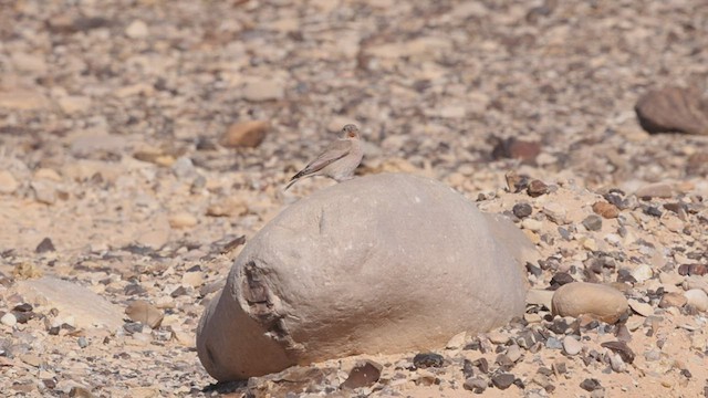 Толстоклювый пустынный вьюрок - ML425460131